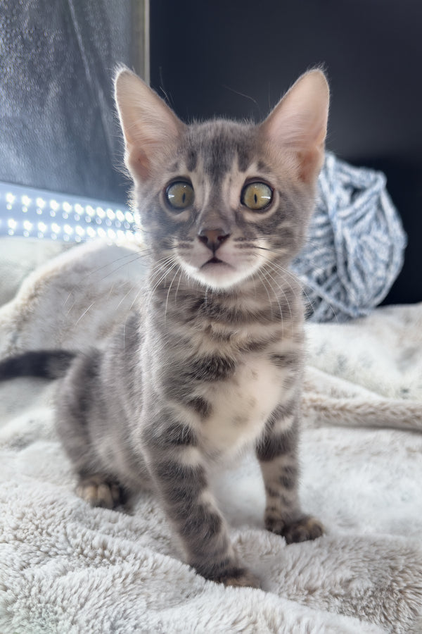 Jules | Bengal Kitten