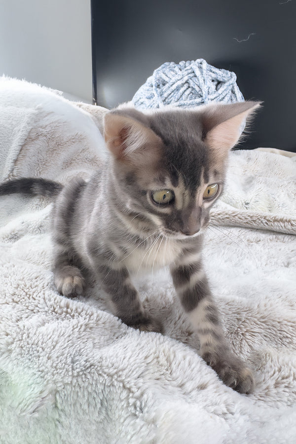 Jules | Bengal Kitten