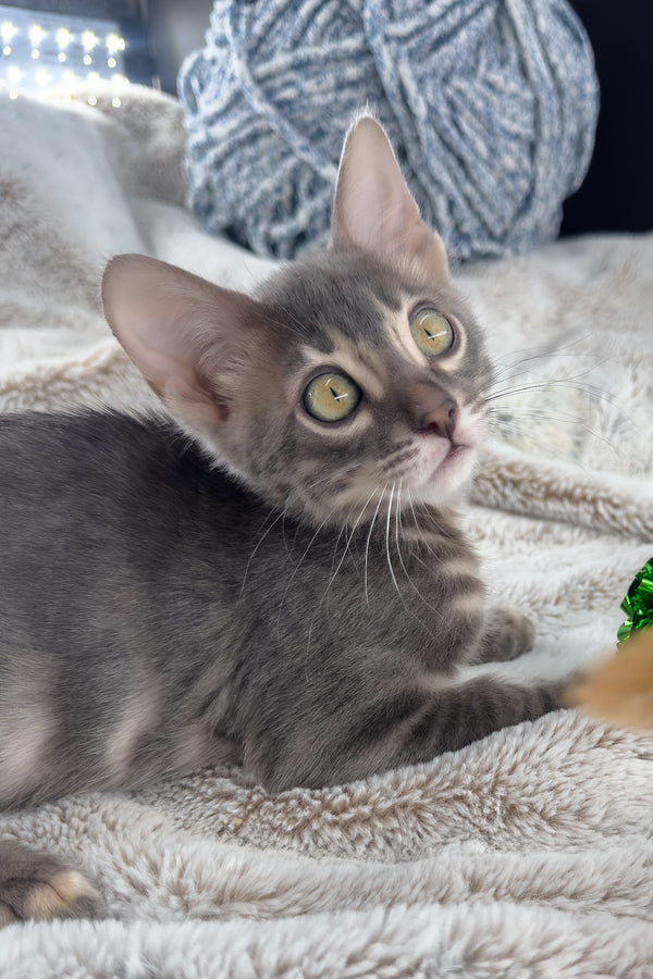 Jules | Bengal Kitten