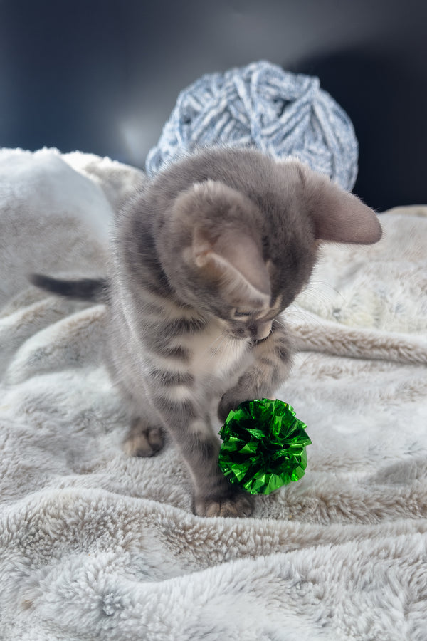 Jules | Bengal Kitten