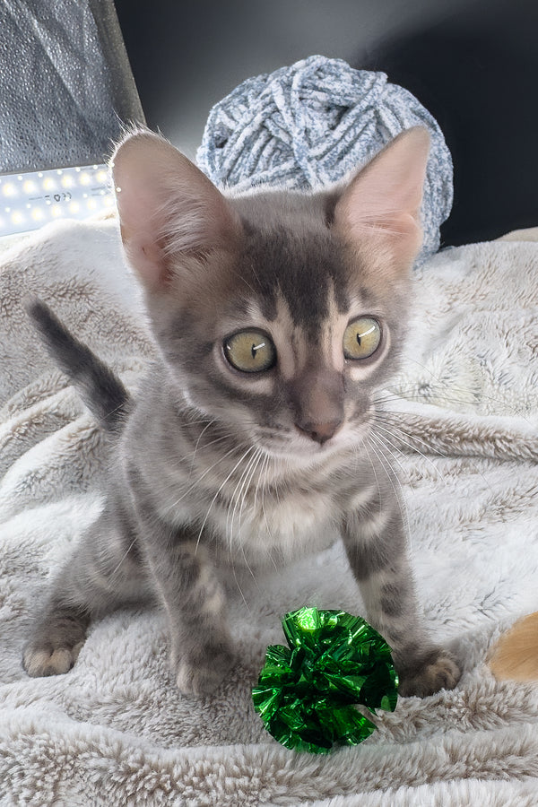 Jules | Bengal Kitten