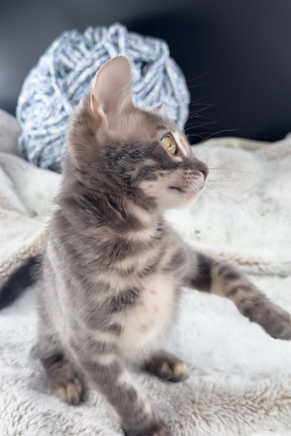 Jules | Bengal Kitten