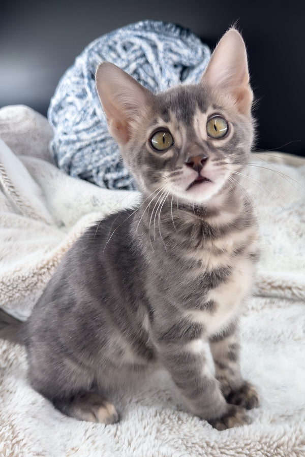 Jules | Bengal Kitten
