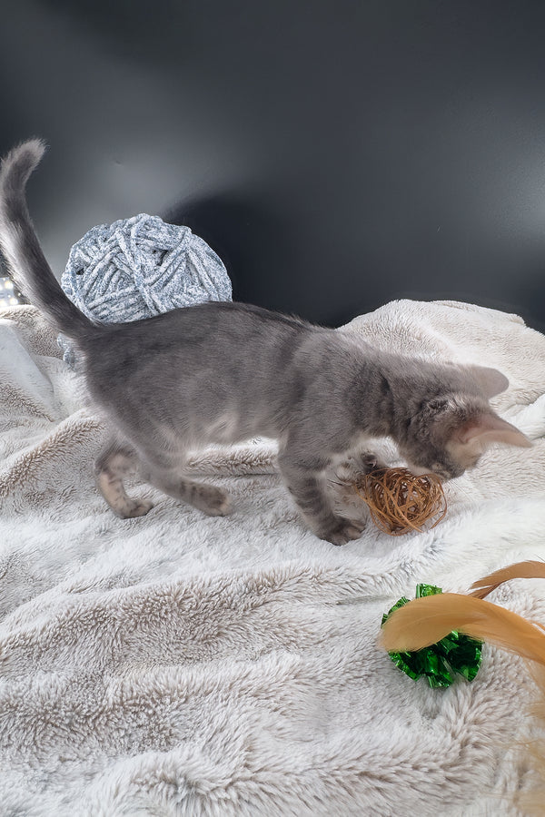 Jules | Bengal Kitten