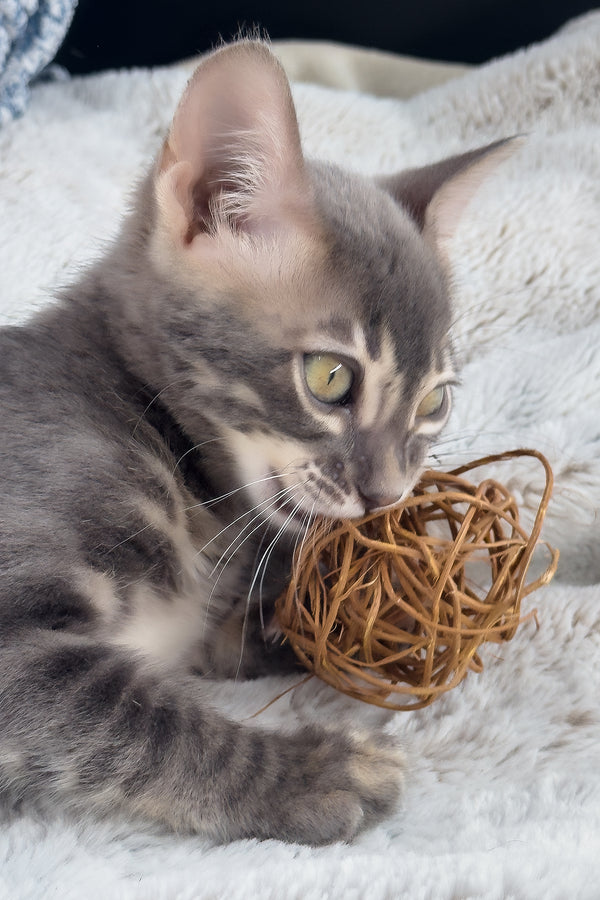 Jules | Bengal Kitten