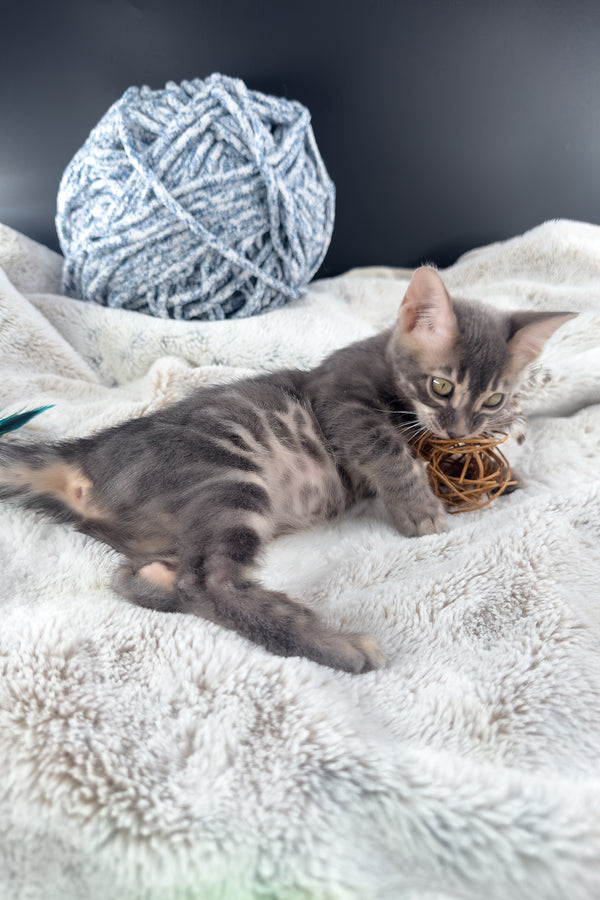 Jules | Bengal Kitten