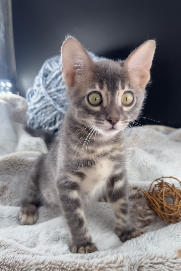 Jules | Bengal Kitten