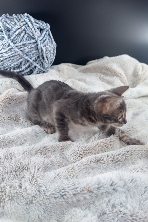 Jules | Bengal Kitten