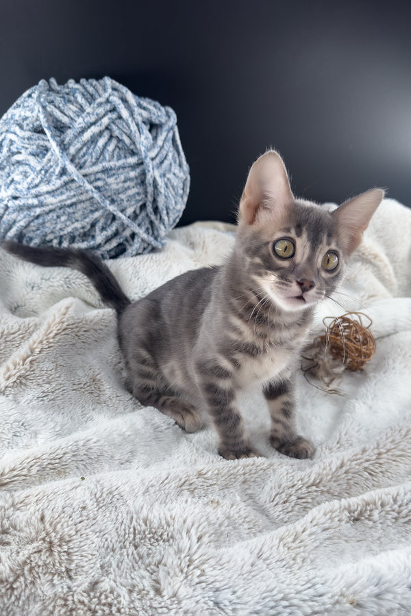 Jules | Bengal Kitten