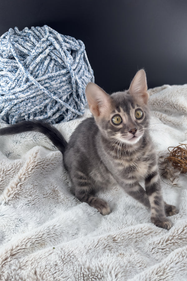 Jules | Bengal Kitten