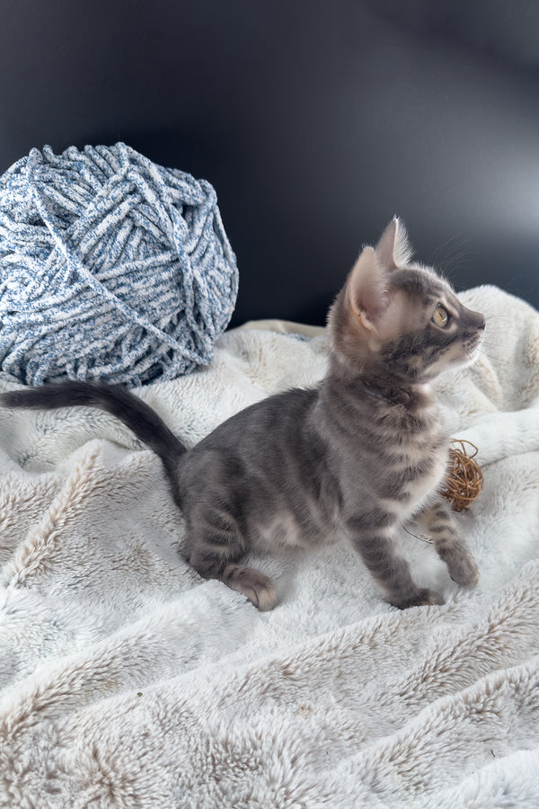 Jules | Bengal Kitten