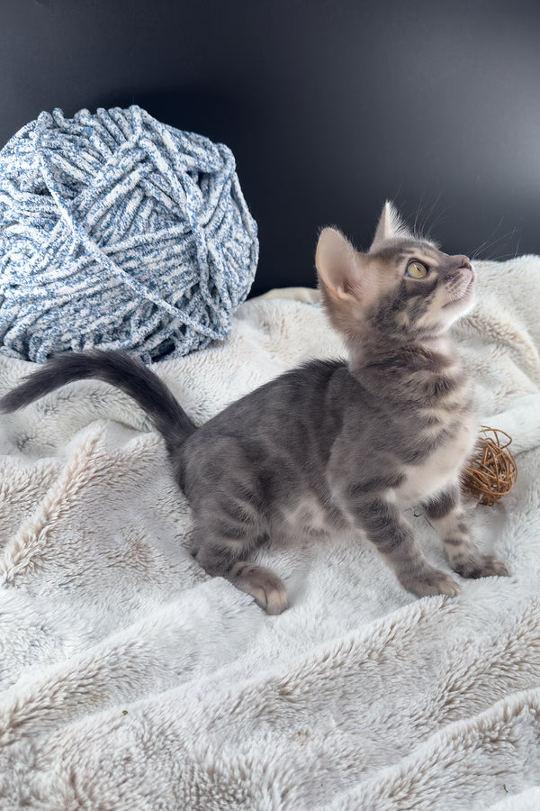 Jules | Bengal Kitten