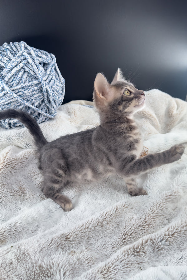 Jules | Bengal Kitten