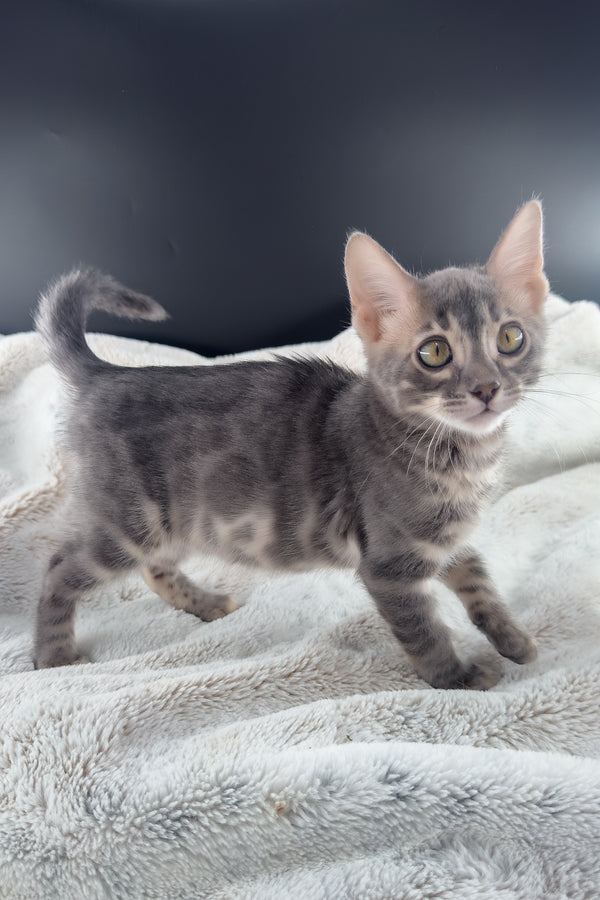 Jules | Bengal Kitten