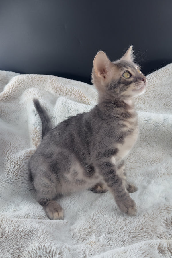 Jules | Bengal Kitten