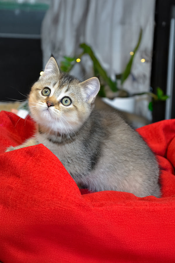 Juli | Scottish Straight Kitten
