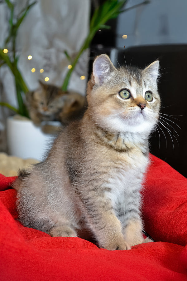 Juli | Scottish Straight Kitten