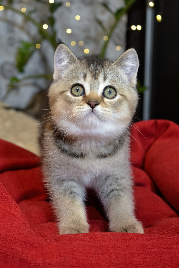 Juli | Scottish Straight Kitten