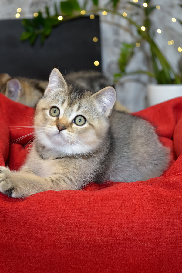 Juli | Scottish Straight Kitten