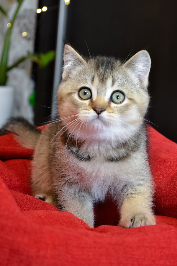 Juli | Scottish Straight Kitten