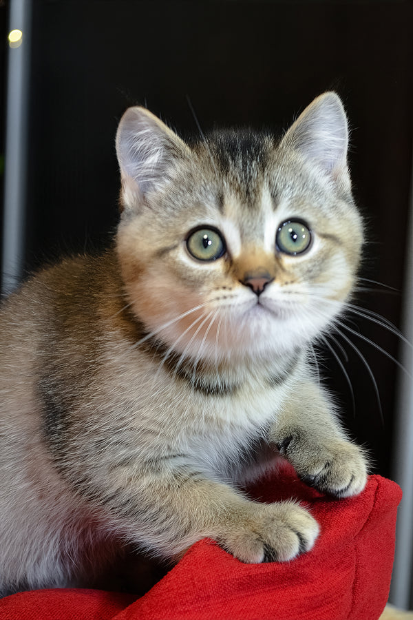 Juli | Scottish Straight Kitten