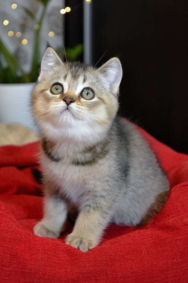 Juli | Scottish Straight Kitten