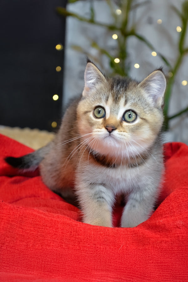 Juli | Scottish Straight Kitten