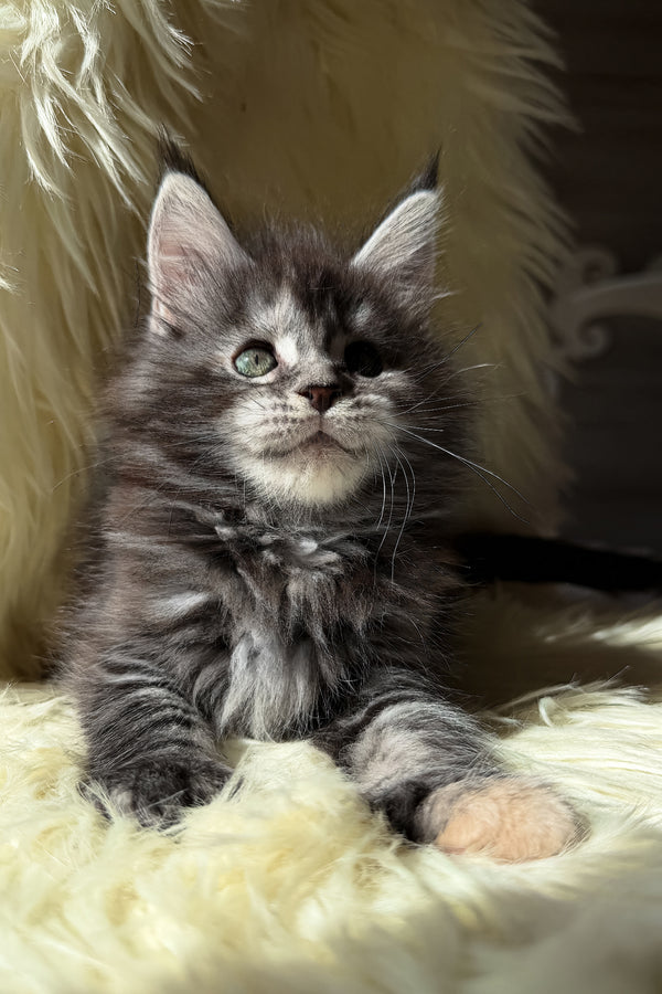 Julia | Maine Coon Kitten
