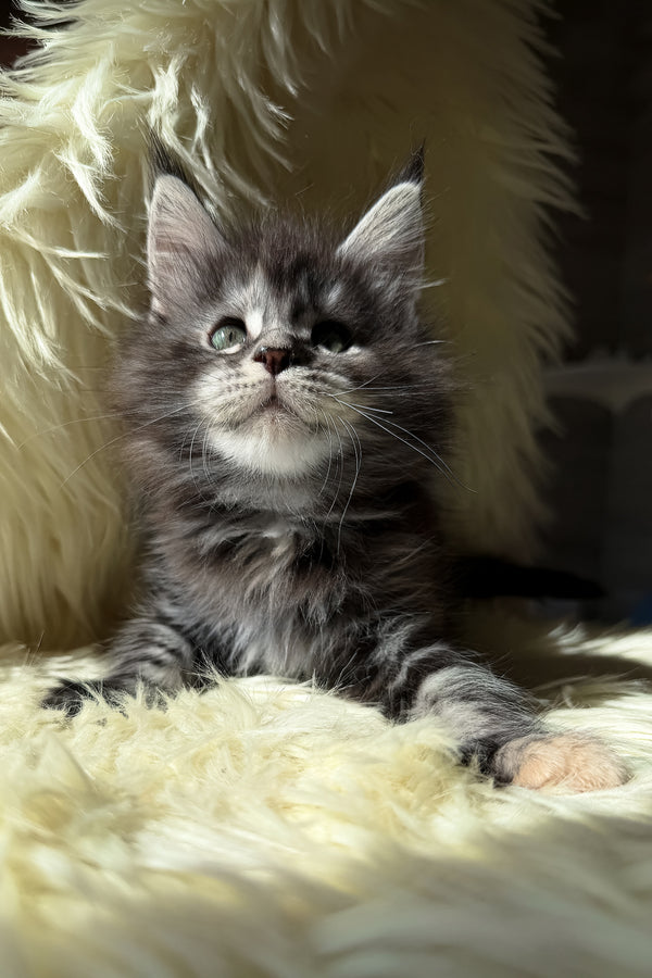 Julia | Maine Coon Kitten