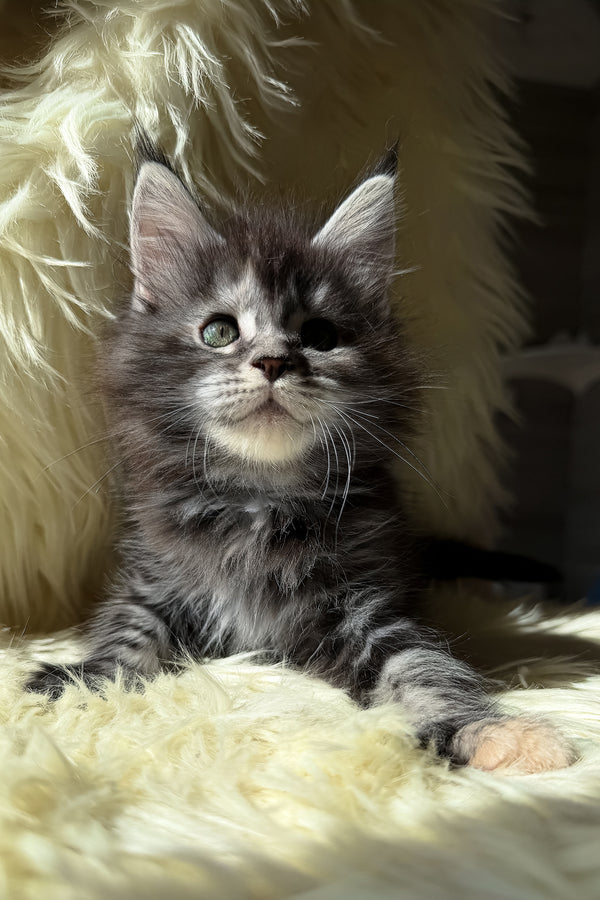 Julia | Maine Coon Kitten
