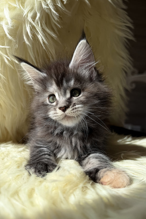 Julia | Maine Coon Kitten