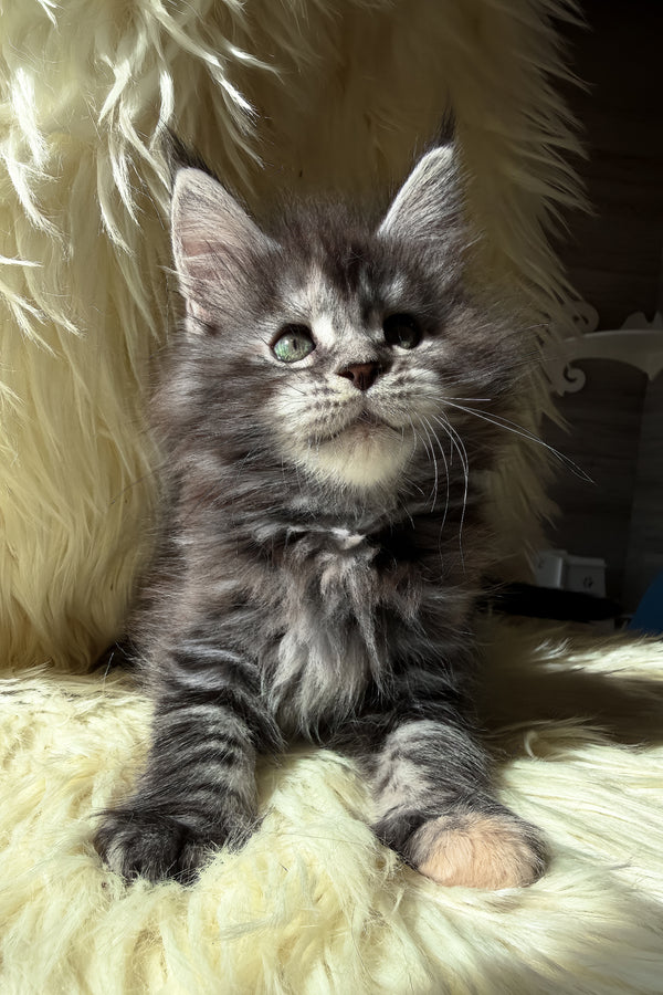 Julia | Maine Coon Kitten