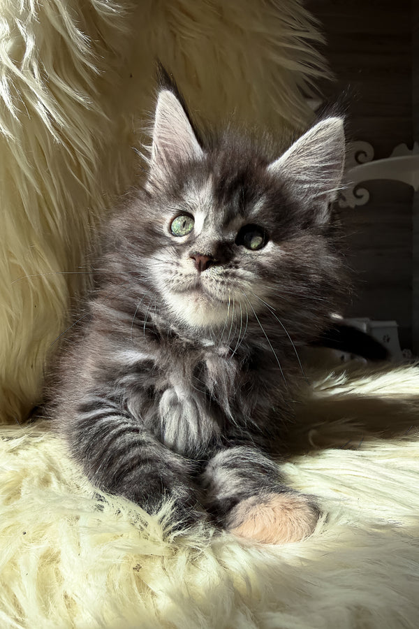 Julia | Maine Coon Kitten