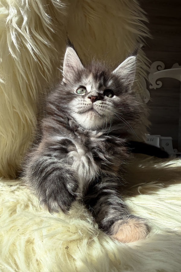 Julia | Maine Coon Kitten