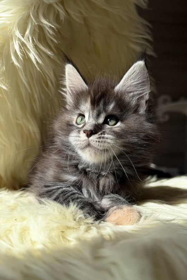 Julia | Maine Coon Kitten