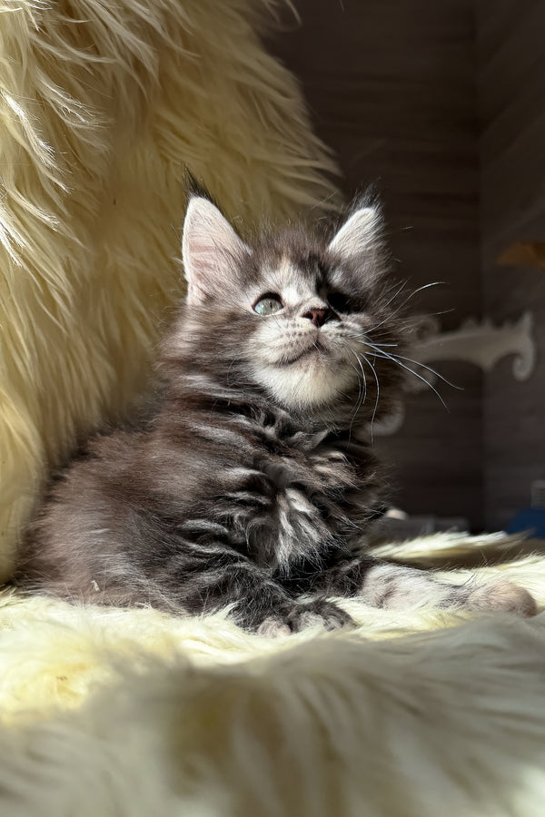 Julia | Maine Coon Kitten