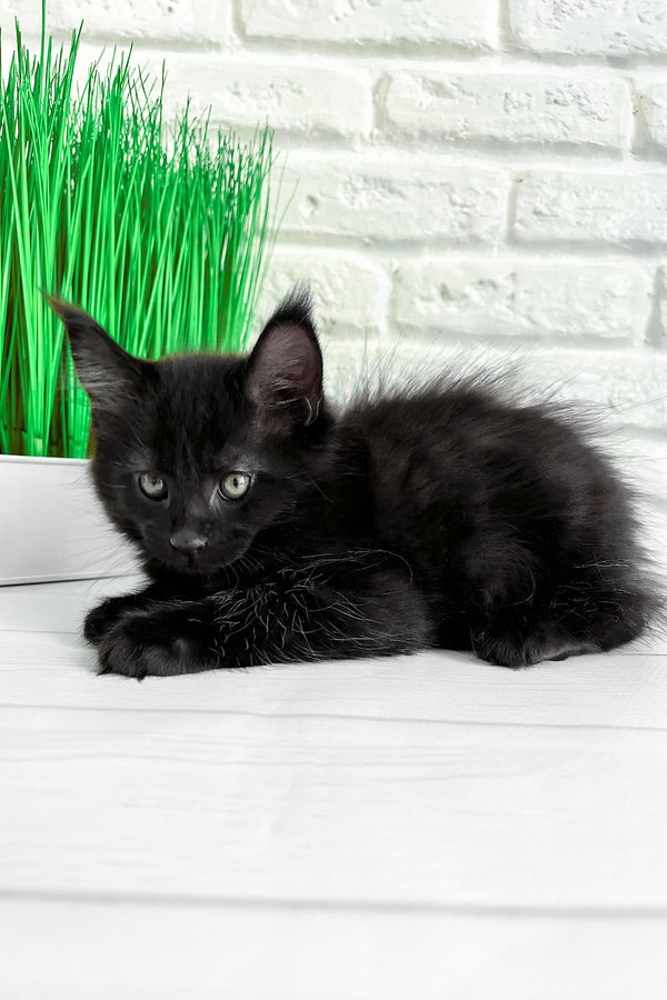Julie | Maine Coon Kitten