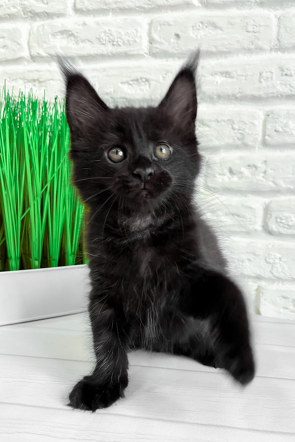 Julie | Maine Coon Kitten