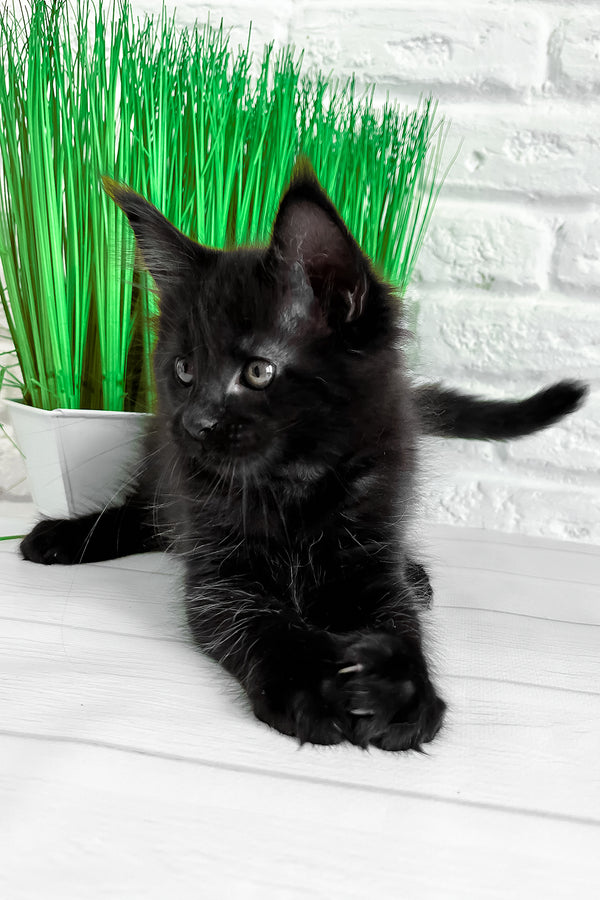 Julie | Maine Coon Kitten