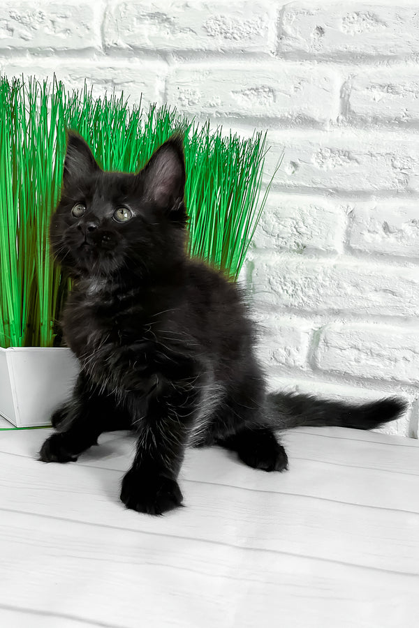 Julie | Maine Coon Kitten
