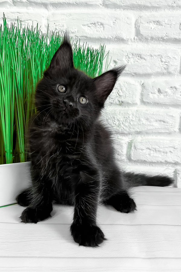 Julie | Maine Coon Kitten