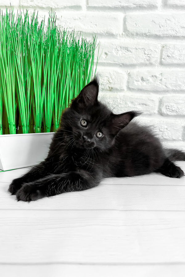 Julie | Maine Coon Kitten
