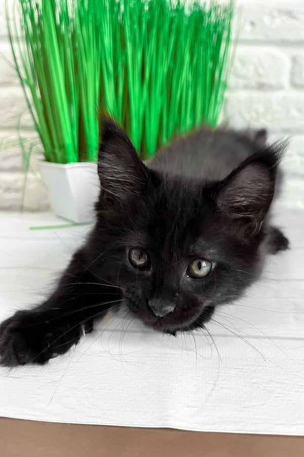 Julie | Maine Coon Kitten