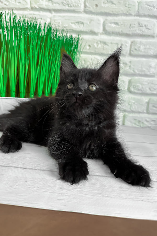 Julie | Maine Coon Kitten