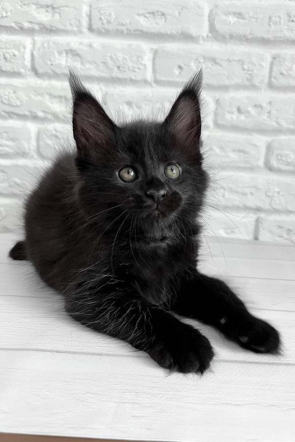Julie | Maine Coon Kitten