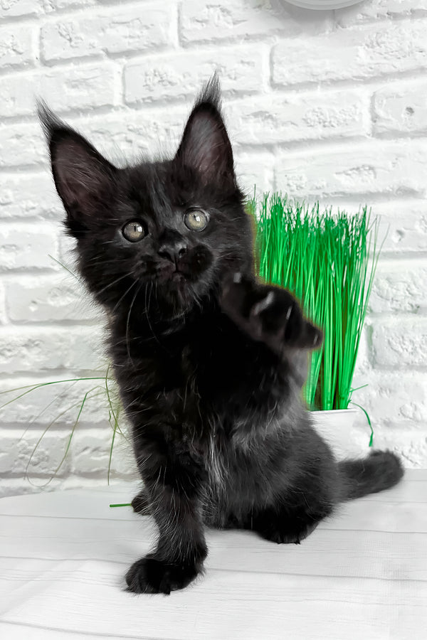 Julie | Maine Coon Kitten