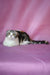 Julija | Scottish Fold Kitten