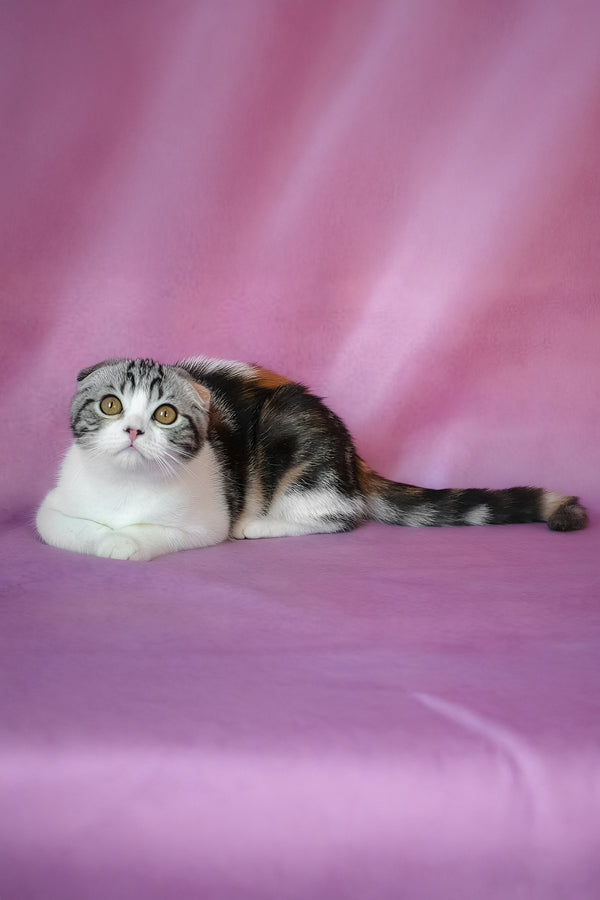 Julija | Scottish Fold Kitten