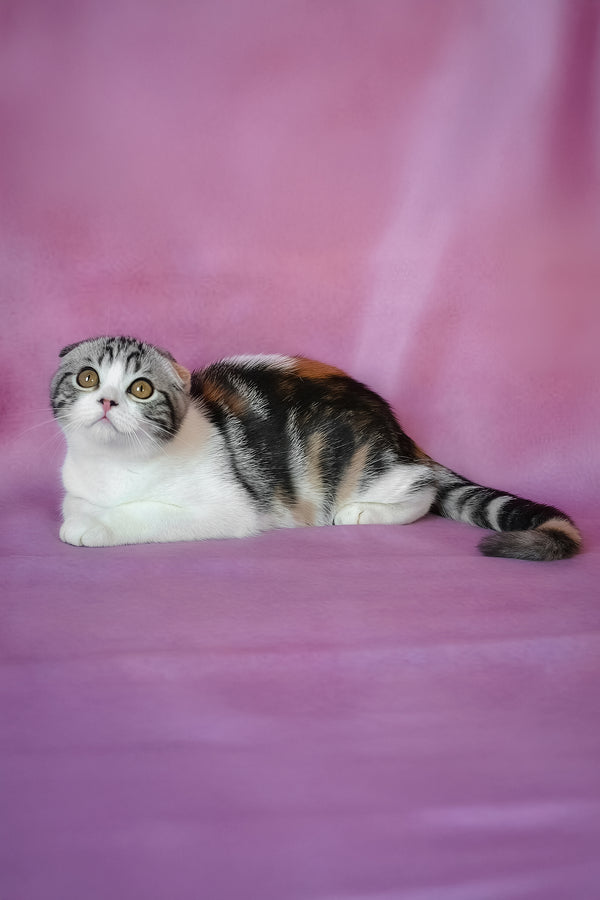 Julija | Scottish Fold Kitten