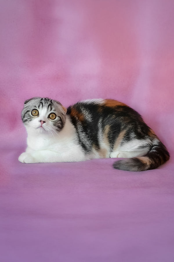 Julija | Scottish Fold Kitten